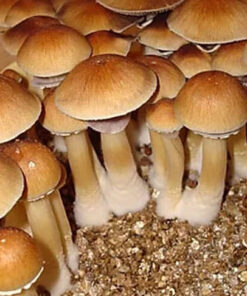 matias romero mushroom