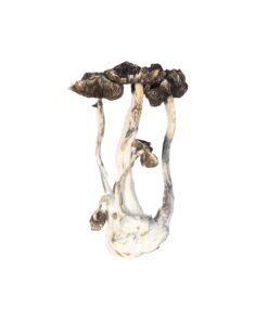 albino-magic-mushroom