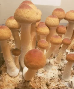 b+ mushroom spores