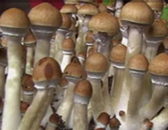 brazil mushroom strain