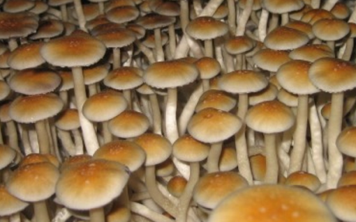 tasmanian mushroom spores