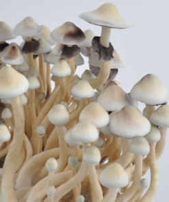 albino a+ mushrooms