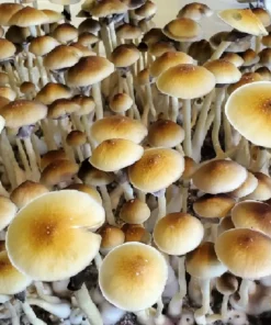 blue meanie mushroom strain