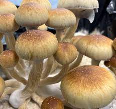 z-strain mushroom