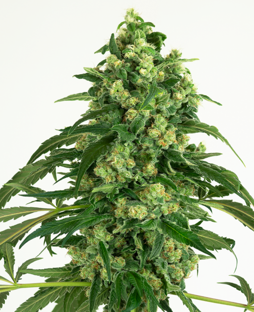 girl scout cookies feminized