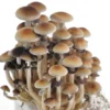golden teacher mushroom spores