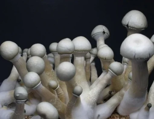 moby dick mushroom